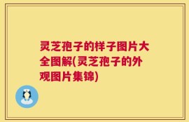 灵芝孢子的样子图片大全图解(灵芝孢子的外观图片集锦)