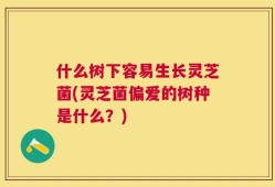 什么树下容易生长灵芝菌(灵芝菌偏爱的树种是什么？)