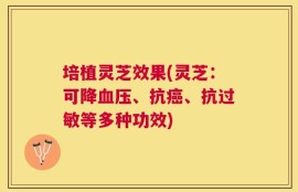 培植灵芝效果(灵芝：可降血压、抗癌、抗过敏等多种功效)
