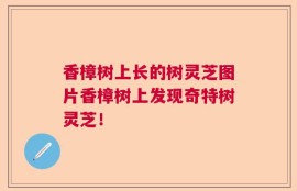 香樟树上长的树灵芝图片香樟树上发现奇特树灵芝！