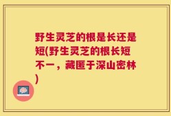 野生灵芝的根是长还是短(野生灵芝的根长短不一，藏匿于深山密林)