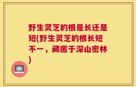 野生灵芝的根是长还是短(野生灵芝的根长短不一，藏匿于深山密林)