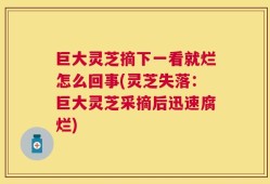 巨大灵芝摘下一看就烂怎么回事(灵芝失落：巨大灵芝采摘后迅速腐烂)