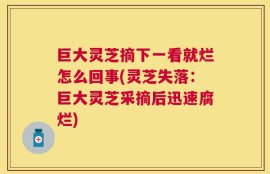 巨大灵芝摘下一看就烂怎么回事(灵芝失落：巨大灵芝采摘后迅速腐烂)