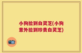 小狗捡到白灵芝(小狗意外捡到珍贵白灵芝)