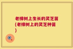 老樟树上生长的灵芝苗(老樟树上的灵芝种苗)