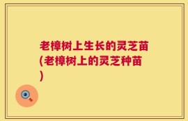 老樟树上生长的灵芝苗(老樟树上的灵芝种苗)