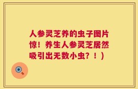 人参灵芝养的虫子图片惊！养生人参灵芝居然吸引出无数小虫？！)