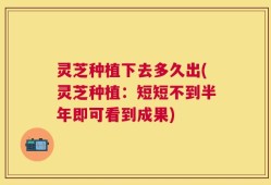 灵芝种植下去多久出(灵芝种植：短短不到半年即可看到成果)
