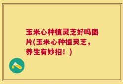 玉米心种植灵芝好吗图片(玉米心种植灵芝，养生有妙招！)