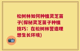 松树林如何种植灵芝苗子(探秘灵芝苗子种植技巧：在松树林营造理想生长环境)
