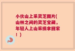 小伙山上采灵芝图片(山林之间的灵芝宝藏，年轻人上山采摘拿回家！)
