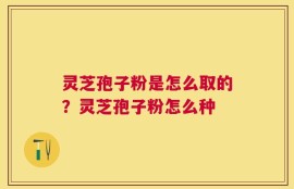 灵芝孢子粉是怎么取的？灵芝孢子粉怎么种