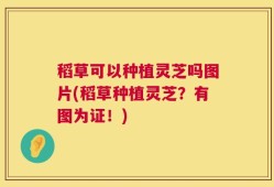 稻草可以种植灵芝吗图片(稻草种植灵芝？有图为证！)