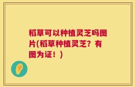 稻草可以种植灵芝吗图片(稻草种植灵芝？有图为证！)
