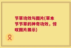 节草功效与图片(草本节节草的神奇功效，惊叹图片展示)