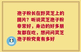 孢子粉长在野灵芝上的图片？听说灵芝孢子粉非常好，身边的好多朋友都在吃，想问问灵芝孢子粉究竟有多好