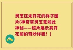 灵芝还未开花的样子图片(神奇草灵芝竟如此神秘——照片展示其开花前的奇妙样貌！)