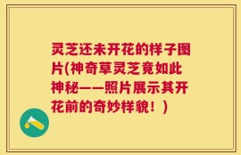 灵芝还未开花的样子图片(神奇草灵芝竟如此神秘——照片展示其开花前的奇妙样貌！)