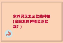 家养灵芝怎么盆栽种植(家庭怎样种植灵芝盆栽？)