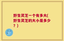 野生灵芝一个有多大(野生灵芝的大小是多少？)