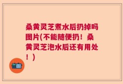 桑黄灵芝煮水后扔掉吗图片(不能随便扔！桑黄灵芝泡水后还有用处！)