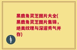 黑鹿角灵芝图片大全(黑鹿角灵芝图片集锦，绝美纹理与深邃秀气并存)