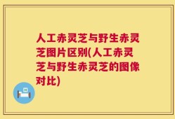 人工赤灵芝与野生赤灵芝图片区别(人工赤灵芝与野生赤灵芝的图像对比)