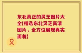东北真正的灵芝图片大全(精选东北灵芝高清图片，全方位展现真实面貌)