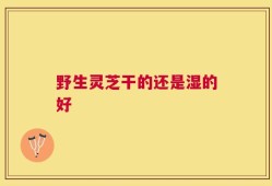 野生灵芝干的还是湿的好