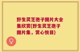 野生灵芝孢子图片大全集欣赏(野生灵芝孢子图片集，赏心悦目)