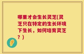 哪里才会生长灵芝(灵芝只在特定的生长环境下生长，如何培育灵芝？)