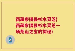 西藏察隅县杉木灵芝(西藏察隅县杉木灵芝一场荒山之宝的探秘)