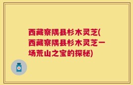 西藏察隅县杉木灵芝(西藏察隅县杉木灵芝一场荒山之宝的探秘)