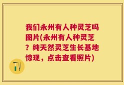 我们永州有人种灵芝吗图片(永州有人种灵芝？纯天然灵芝生长基地惊现，点击查看照片)