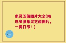 象灵芝菌图片大全(精选多张象灵芝菌图片，一网打尽！)