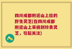 四川成都附近山上捡的野生灵芝(在四川成都附近山上采摘到珍贵灵芝，引起关注)