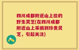 四川成都附近山上捡的野生灵芝(在四川成都附近山上采摘到珍贵灵芝，引起关注)