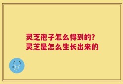 灵芝孢子怎么得到的？灵芝是怎么生长出来的