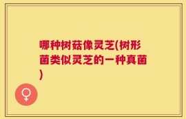 哪种树菇像灵芝(树形菌类似灵芝的一种真菌)