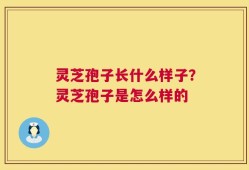 灵芝孢子长什么样子？灵芝孢子是怎么样的