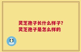 灵芝孢子长什么样子？灵芝孢子是怎么样的