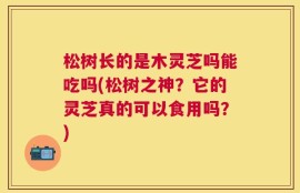 松树长的是木灵芝吗能吃吗(松树之神？它的灵芝真的可以食用吗？)