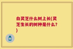 白灵芝什么树上长(灵芝生长的树种是什么？)