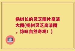 杨树长的灵芝图片高清大图(杨树灵芝高清图，惊叹自然奇观！)