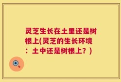 灵芝生长在土里还是树根上(灵芝的生长环境：土中还是树根上？)