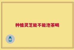 种植灵芝能不能泡茶喝