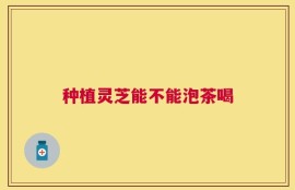 种植灵芝能不能泡茶喝