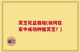 灵芝花盆栽培(如何在家中成功种植灵芝？)