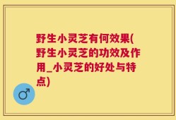 野生小灵芝有何效果(野生小灵芝的功效及作用_小灵芝的好处与特点)